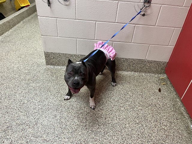Shelter Stray Female Dog last seen MARKSHEFFEL RD, 610 Abbot Ln, Colorado Springs, CO 80905, USA