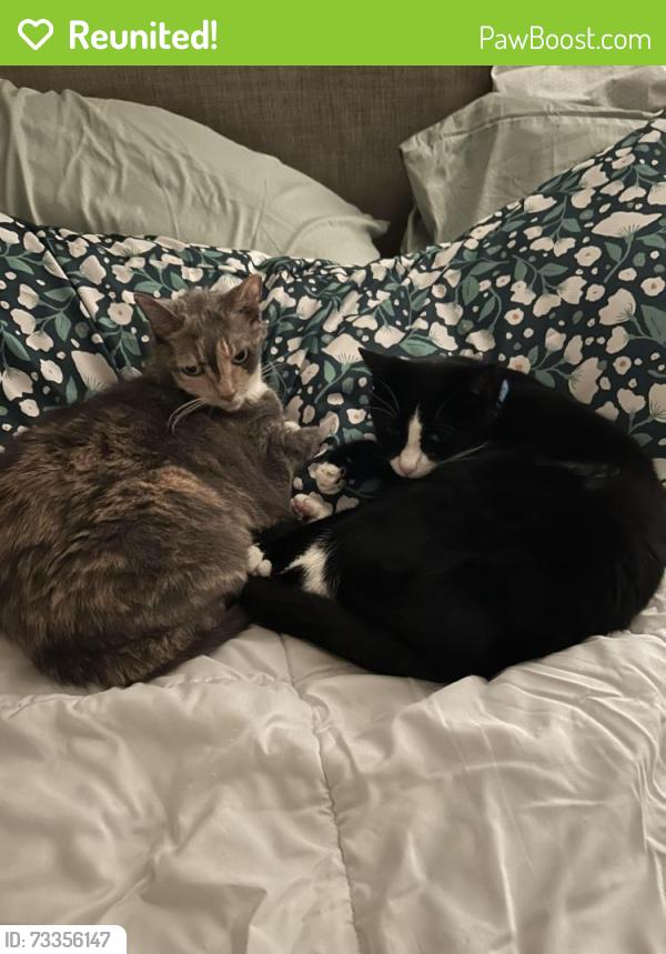 Reunited Female Cat last seen Near 3841 Florian Stb, Pleasanton, CA 94588