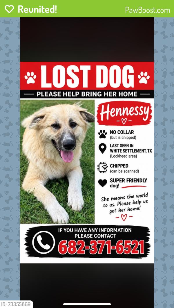 Reunited Female Dog last seen Ozona ave, White Settlement, TX 76108