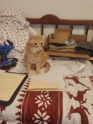 Reunited Male Cat last seen Trommel ct, Rolesville, NC 27587
