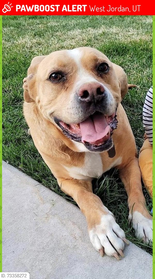 Lost Male Dog last seen Near, West Jordan, UT 84081