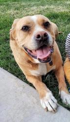 Lost Male Dog last seen Near, West Jordan, UT 84081