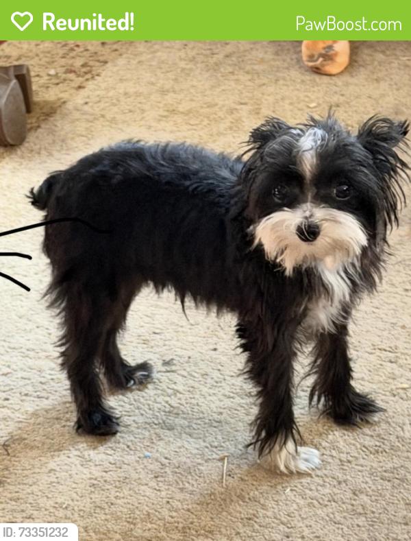 Reunited Male Dog last seen Pebblebrooke, Sherman, TX 75092