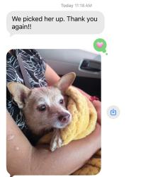 Reunited Female Dog last seen Beech Ave and Randall Ave, Fontana, CA 92335
