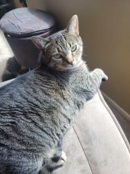 Lost Female Cat last seen Bundy Canyon area or lake elsinore, Wildomar, CA 92595