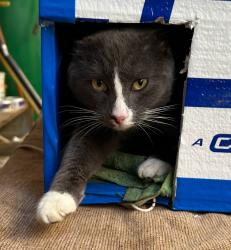 Lost Male Cat last seen PRYOR ST. SW, Atlanta, GA 30312
