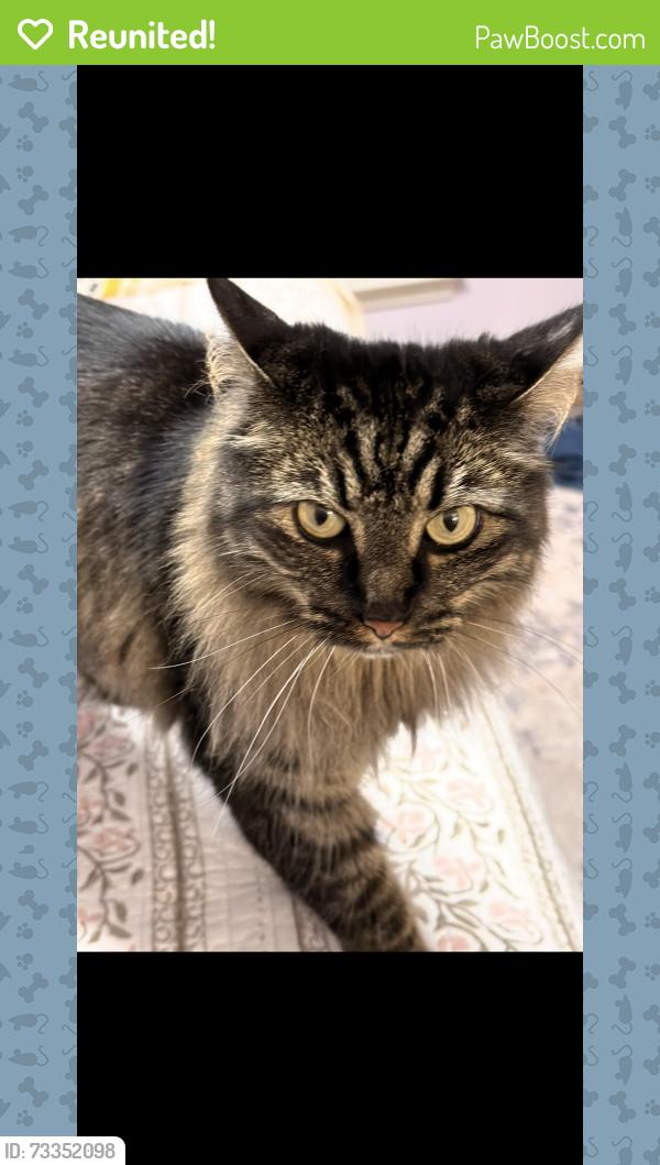 Reunited Male Cat last seen Waterfield Ct and Wool Ridge Way, Greer, SC 29650