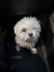 Found/Stray Female Dog last seen Chaucer, Fort Worth, TX 76112