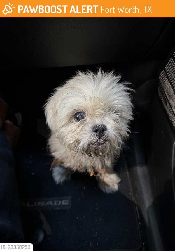 Found/Stray Female Dog last seen Chaucer, Fort Worth, TX 76112