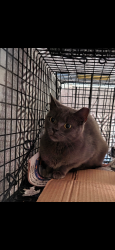 Lost Female Cat last seen Near r st nw, Washington, dc 20001, Washington, DC 20001