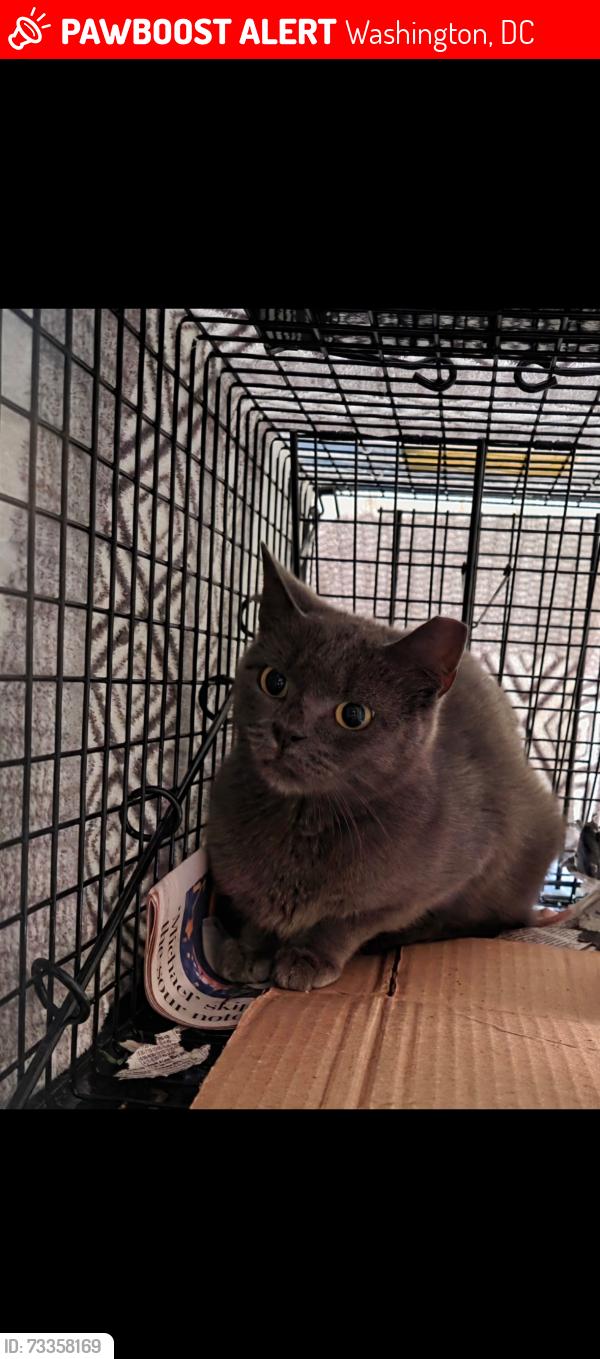 Lost Female Cat last seen Near r st nw, Washington, dc 20001, Washington, DC 20001