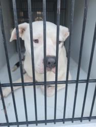 Shelter Stray Male Dog last seen Near plantation dr, East Point, GA, 1251 Fulton Industrial Blvd NW, Atlanta, GA 30336, USA