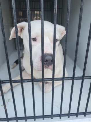Shelter Stray Male Dog last seen Near plantation dr, East Point, GA, 1251 Fulton Industrial Blvd NW, Atlanta, GA 30336, USA