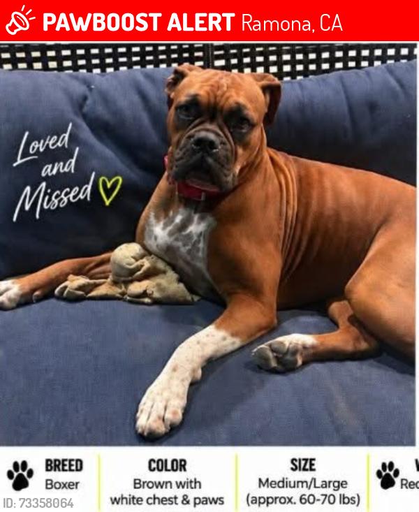 Lost Female Dog last seen Near Hwy 78, Paseo Pantera, Rancho Vista, and/or Santa Fe High Highlands, Ramona, CA 92065