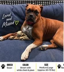 Lost Female Dog last seen Near Hwy 78, Paseo Pantera, Rancho Vista, and/or Santa Fe High Highlands, Ramona, CA 92065