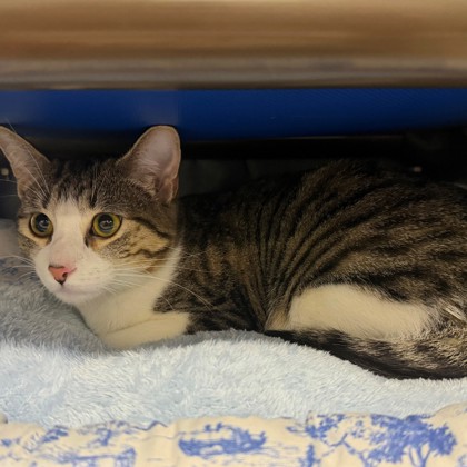 Shelter Stray Female Cat last seen Briarwick Dr., City of Austin, TX, 124 W Anderson Ln., Austin, TX 78752, USA