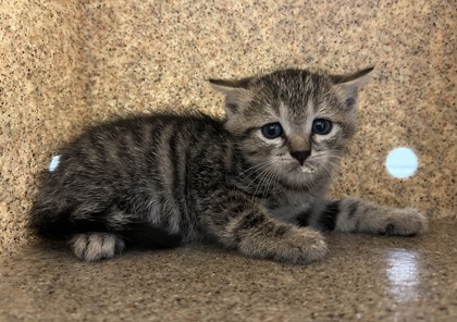 Shelter Stray Male Cat last seen Lorton, 22079 - Telegraph Rd + FFX County Pkway, Fairfax County, VA, 4500 West Ox Rd, Fairfax, VA 22030, USA