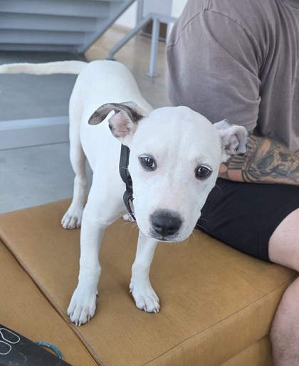 Shelter Stray Female Dog last seen Near E Tucker St, Central District, TX, 355 Hillshire Dr, Haslet, TX 76052, USA