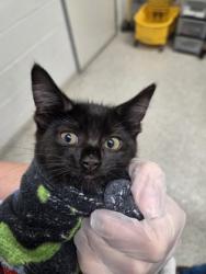 Shelter Stray Female Cat last seen Near east fort ave, 21230, MD, 2490 Giles Rd, Baltimore, MD 21225, USA