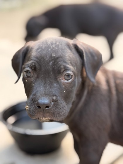 Shelter Stray Female Dog last seen , , GA, 3280 Chamblee Dunwoody Rd, Chamblee, GA 30341, USA