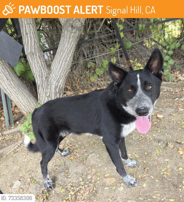 Found/Stray Male Dog last seen Near Cherry Avenue, Signal Hill, CA, USA, Signal Hill, CA 90755