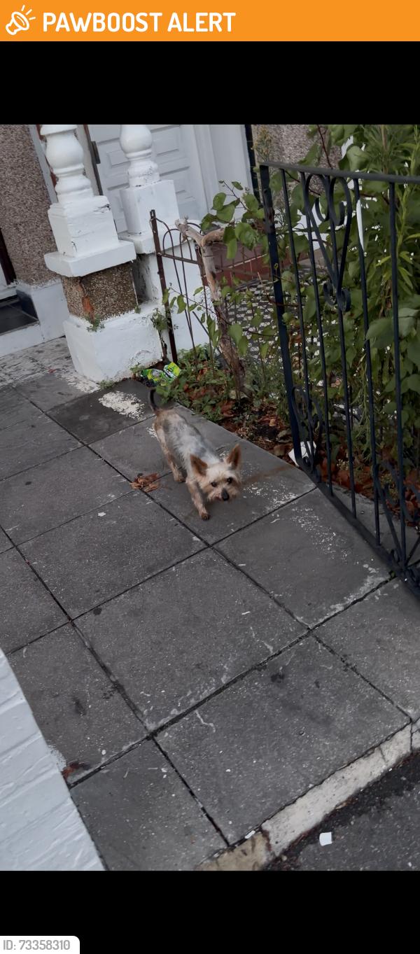 Found/Stray Unknown Dog last seen Lathom school, Greater London, England 