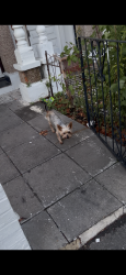 Found/Stray Unknown Dog last seen Lathom school, Greater London, England 