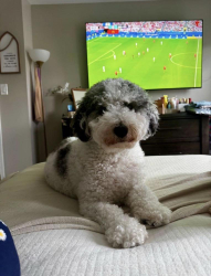 Lost Male Dog last seen Wayside Dr and Cosgrove Way, Dumfries, VA 22026