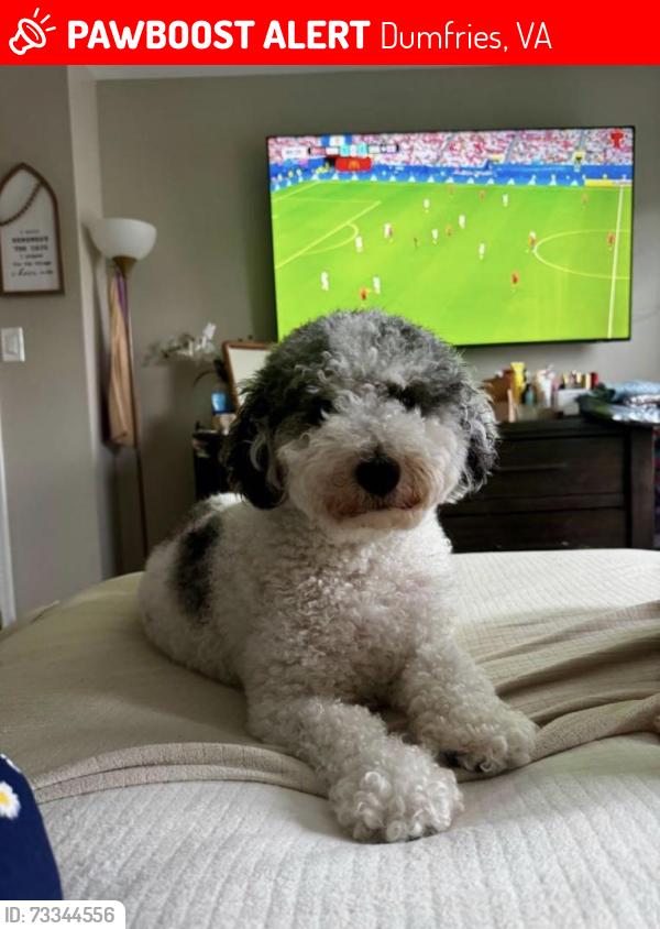 Lost Male Dog last seen Wayside Dr and Cosgrove Way, Dumfries, VA 22026
