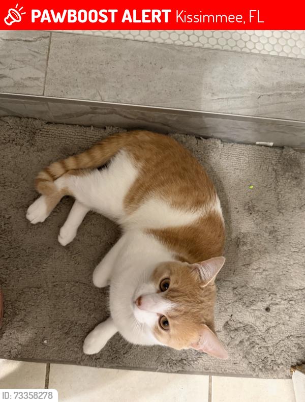 Lost Male Cat last seen Near Dana Ln, Kissimmee, FL 34744