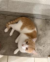 Lost Male Cat last seen Near Dana Ln, Kissimmee, FL 34744