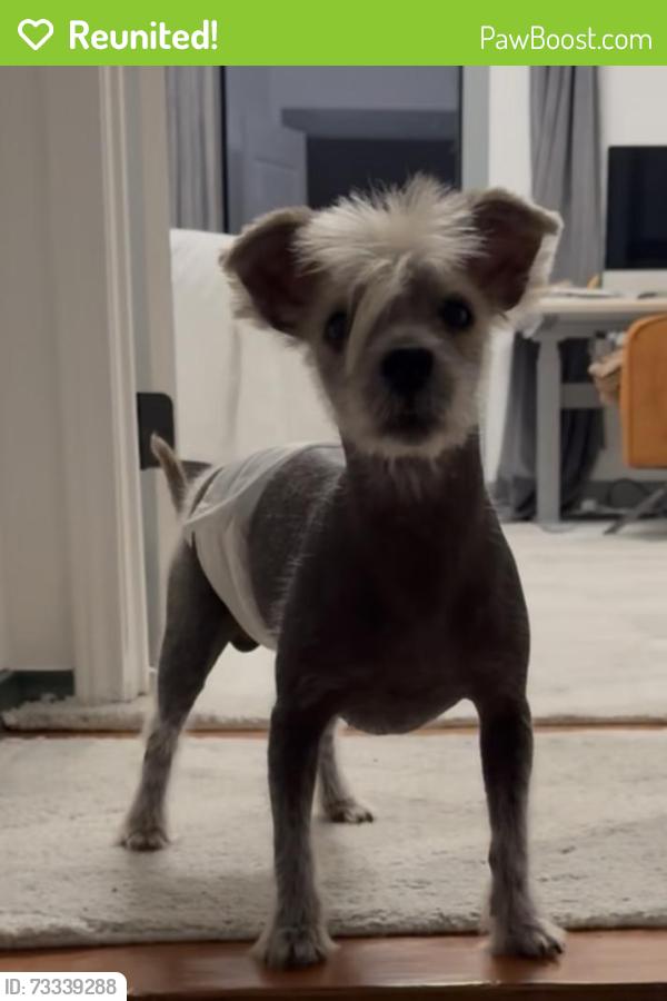 Reunited Male Dog last seen Old Orchard/ main, Lewisville, TX 75067