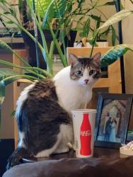 Lost Male Cat last seen N El Paso & 2nd st, Colorado Springs, CO 80918