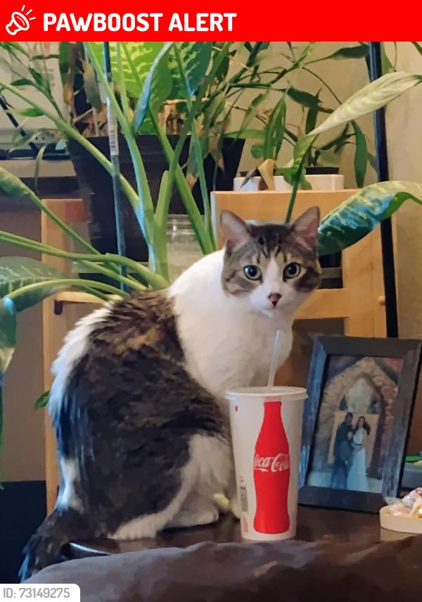 Lost Male Cat last seen N El Paso & 2nd st, Colorado Springs, CO 80918