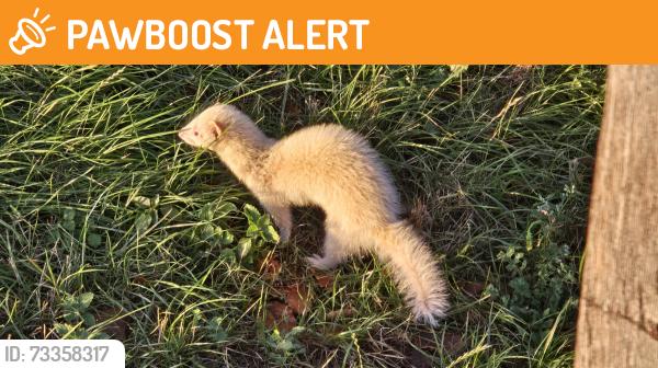 Found/Stray Unknown Ferret last seen Found in the field, Chadwell Saint Mary, England RM16 4AX