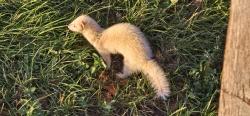 Found/Stray Unknown Ferret last seen Found in the field, Chadwell Saint Mary, England RM16 4AX