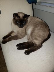 Lost Male Cat last seen Dolores at 22nd street, San Francisco, CA 94114