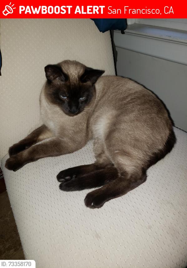 Lost Male Cat last seen Dolores at 22nd street, San Francisco, CA 94114