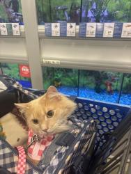 Lost Female Cat last seen Petsmart in Peachtree city. Highway 54 Plaza, Peachtree City, GA 30269