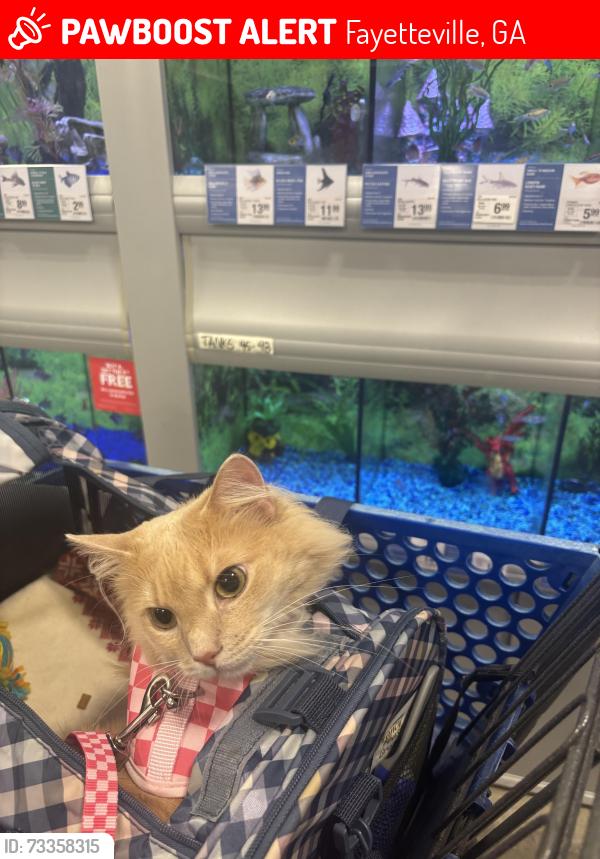 Lost Female Cat last seen Petsmart in Peachtree city. Highway 54 Plaza, Peachtree City, GA 30269