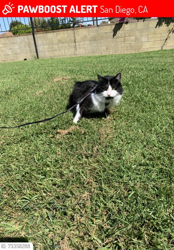 Lost Male Cat last seen Carmel Mountain Rd and Stoney Peak Dr, San Diego, CA 92126