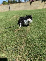 Lost Male Cat last seen Carmel Mountain Rd and Stoney Peak Dr, San Diego, CA 92126