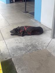 Found/Stray Male Dog last seen Slauson, Los Angeles, CA 90037