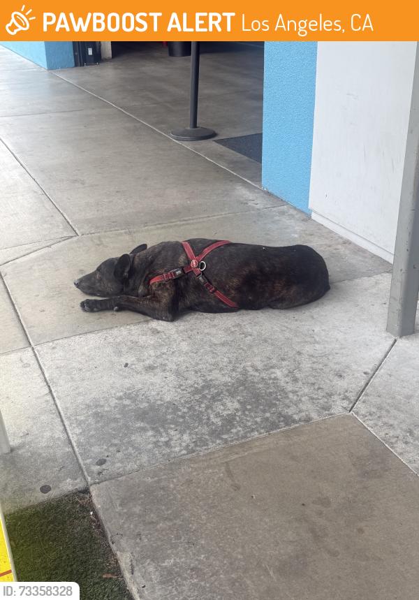 Found/Stray Male Dog last seen Slauson, Los Angeles, CA 90037