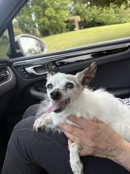 Found/Stray Female Dog last seen Milkers run rd and William street, New York, NY 10038