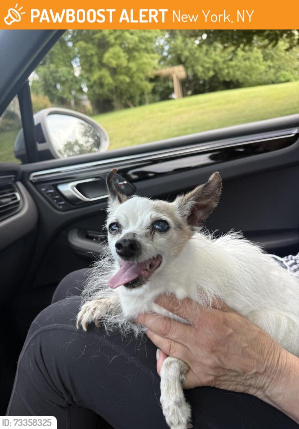 Found/Stray Female Dog last seen Milkers run rd and William street, New York, NY 10038