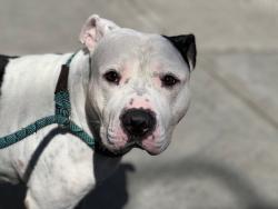 Shelter Stray Male Dog last seen Apt 304,765 E 214 Street, BRONX, NY, 10467, 326 E 110th St, New York, NY 10029, USA