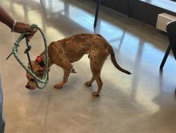 Shelter Stray Male Dog last seen dropped at ASPCA Brooklyn CVC - 464 New Lots Ave, BROOKLYN, NY, 11207, 326 E 110th St, New York, NY 10029, USA
