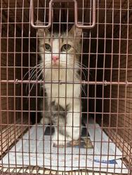 Shelter Stray Male Cat last seen Apt b,701 W Longspur Boulevard, AUSTIN, TX, 78753, 7201 Levander Loop bldg a, Austin, TX 78702, USA