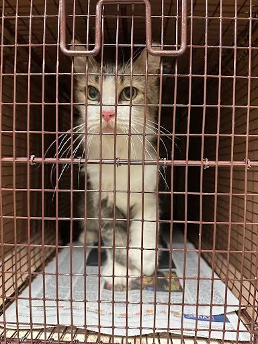 Shelter Stray Male Cat last seen Apt b,701 W Longspur Boulevard, AUSTIN, TX, 78753, 7201 Levander Loop bldg a, Austin, TX 78702, USA